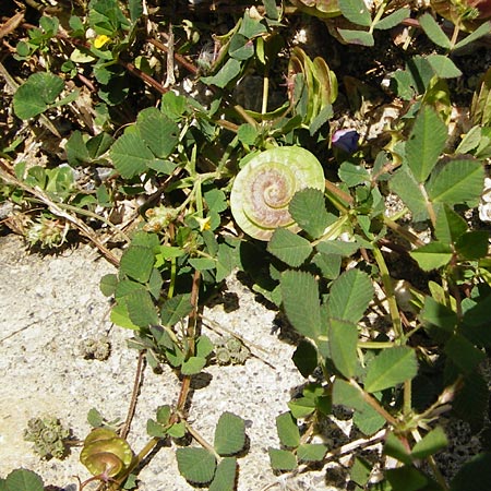 Medicago orbicularis \ Schneckenklee / Button Clover, Kreta/Crete Preveli Strand/Beach 3.4.2015