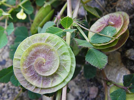 Medicago orbicularis \ Schneckenklee / Button Clover, Kreta/Crete Preveli Strand/Beach 3.4.2015
