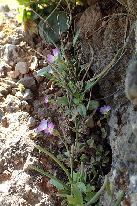 Malcolmia chia \ Chios-Meerviole / Chian Stock, Aegaean Stock, Kreta/Crete Arhanes, Jouhtas 30.3.2015