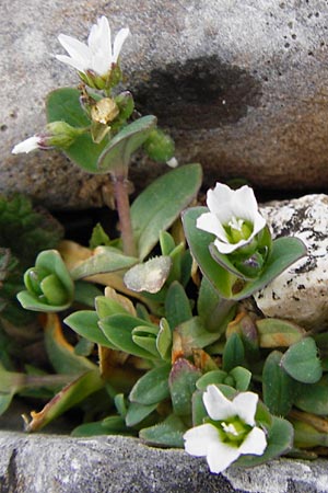 Holosteum umbellatum \ Spurre / Jagged Chickweed, Kreta/Crete Ideon Andron 2.4.2015