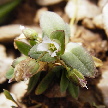 Holosteum umbellatum \ Spurre / Jagged Chickweed, Kreta/Crete Ideon Andron 2.4.2015
