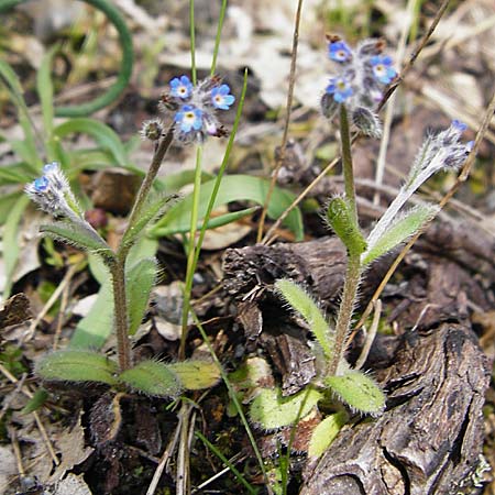Myosotis incrassata \ Dickbl&auml;ttriges Vergissmeinnicht / Thick-Leafed Forget-me-not, Kreta/Crete Meronas 5.4.2015