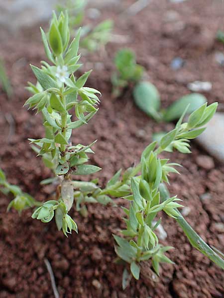Lysimachia linum-stellatum \ Stern-Lein / Flax-Leaved Loosestrife, Kreta/Crete Arhanes, Jouhtas 30.3.2015