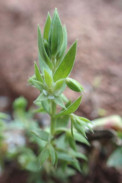 Lysimachia linum-stellatum \ Stern-Lein / Flax-Leaved Loosestrife, Kreta/Crete Arhanes, Jouhtas 30.3.2015
