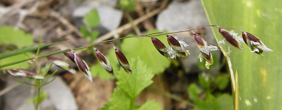 Melica minuta \ Mittelmeer-Perlgras / Small Melick, Kreta/Crete Zakros - Schlucht / Gorge 8.4.2015