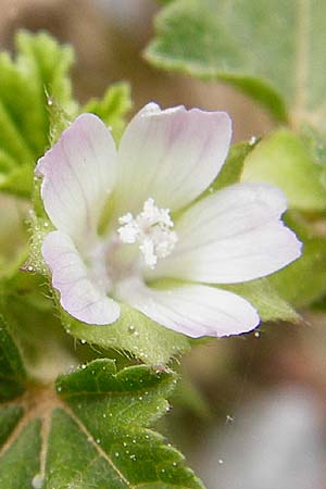 Malva neglecta \ Weg-Malve, Kleine Ksepappel / Dwarf Mallow, Kreta/Crete Knossos 30.3.2015
