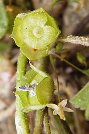 Malva neglecta \ Weg-Malve, Kleine Ksepappel / Dwarf Mallow, Kreta/Crete Knossos 30.3.2015