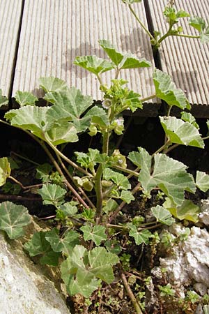 Malva neglecta \ Weg-Malve, Kleine Ksepappel / Dwarf Mallow, Kreta/Crete Knossos 30.3.2015