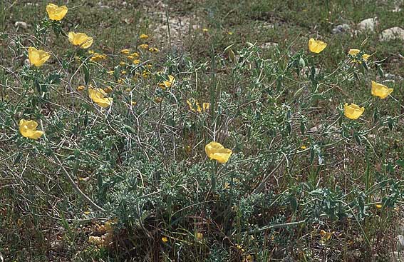Glaucium flavum \ Gelber Hornmohn / Yellow Horned Poppy, Kreta/Crete Phaistos 20.4.2001
