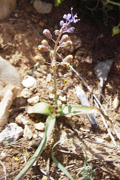 Muscari spreitzenhoferi \ Spreitzenhofers Traubenhyazinthe / Spreitzenhofer's Hyacinth, Kreta/Crete Preveli 3.4.2015