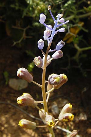 Muscari spreitzenhoferi \ Spreitzenhofers Traubenhyazinthe / Spreitzenhofer's Hyacinth, Kreta/Crete Preveli 3.4.2015