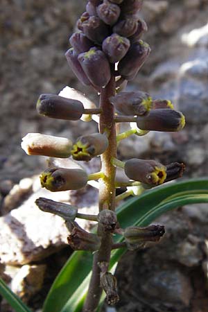 Muscari spreitzenhoferi \ Spreitzenhofers Traubenhyazinthe / Spreitzenhofer's Hyacinth, Kreta/Crete Preveli 3.4.2015