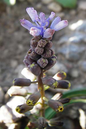 Muscari spreitzenhoferi \ Spreitzenhofers Traubenhyazinthe / Spreitzenhofer's Hyacinth, Kreta/Crete Preveli 3.4.2015