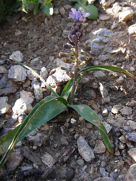 Muscari spreitzenhoferi \ Spreitzenhofers Traubenhyazinthe / Spreitzenhofer's Hyacinth, Kreta/Crete Preveli 3.4.2015
