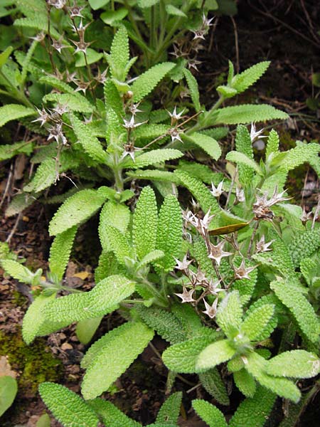 Stachys mucronata \ Stachelspitziger Ziest / Prickly Woundwort, Kreta/Crete Zakros - Schlucht / Gorge 8.4.2015