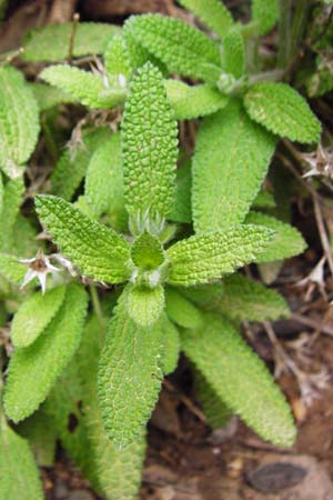 Stachys mucronata \ Stachelspitziger Ziest / Prickly Woundwort, Kreta/Crete Zakros - Schlucht / Gorge 8.4.2015