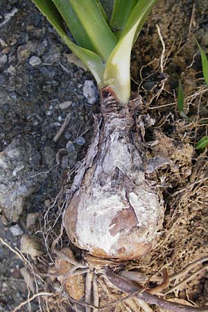 Drimia numidica \ Meerzwiebel / Mediterranean Sea Squill, Kreta/Crete Preveli 3.4.2015