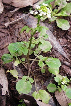 Nasturtium officinale \ Echte Brunnenkresse / Water Cress, Kreta/Crete Zakros - Schlucht / Gorge 8.4.2015