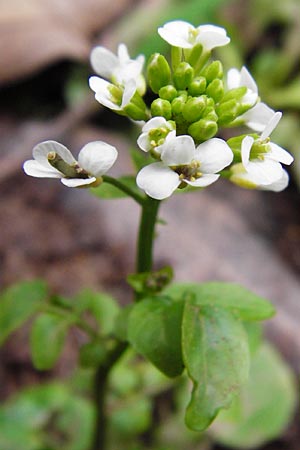 Nasturtium officinale \ Echte Brunnenkresse / Water Cress, Kreta/Crete Zakros - Schlucht / Gorge 8.4.2015
