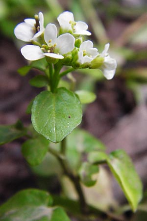Nasturtium officinale \ Echte Brunnenkresse / Water Cress, Kreta/Crete Zakros - Schlucht / Gorge 8.4.2015