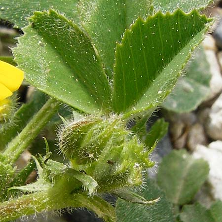 Medicago rigidula \ Sammet-Schneckenklee, Kreta Knossos 30.3.2015