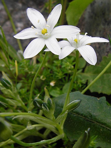 Ornithogalum collinum \ Hgel-Milchstern / Greek Star of Bethlehem, Kreta/Crete Preveli 3.4.2015