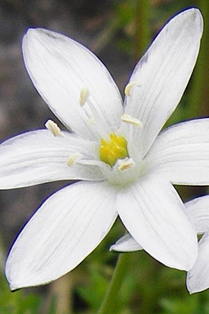 Ornithogalum collinum \ Hgel-Milchstern / Greek Star of Bethlehem, Kreta/Crete Preveli 3.4.2015