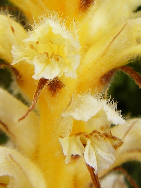 Orobanche pubescens \ Behaarte Sommerwurz / Hairy Broomrape, Kreta/Crete Zakros - Schlucht / Gorge 8.4.2015
