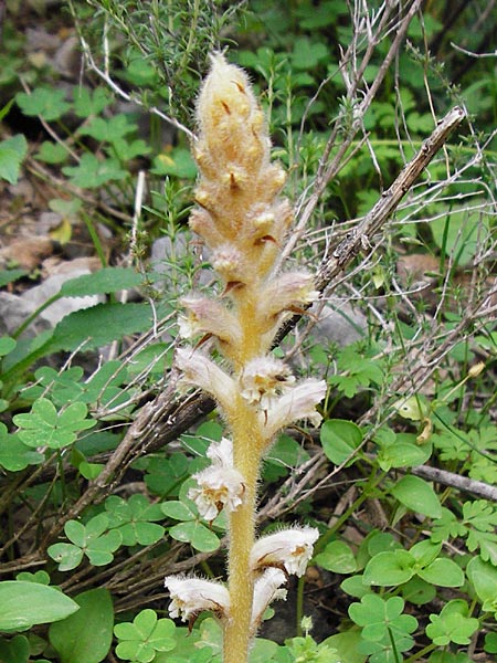 Orobanche pubescens \ Behaarte Sommerwurz / Hairy Broomrape, Kreta/Crete Zakros - Schlucht / Gorge 8.4.2015