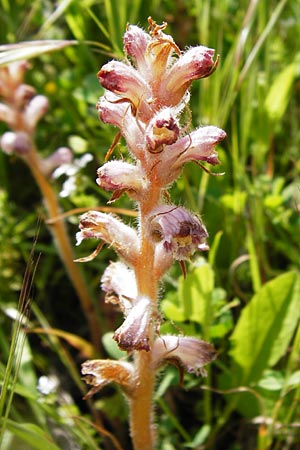 Orobanche crenata \ Gez&auml;hnelte Sommerwurz, Kerbige Sommerwurz / Carnation-scented Broomrape, Kreta/Crete Preveli 3.4.2015