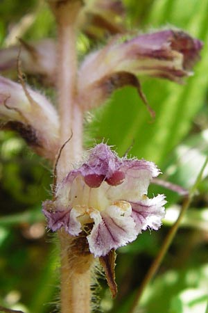 Orobanche crenata \ Gez&auml;hnelte Sommerwurz, Kerbige Sommerwurz / Carnation-scented Broomrape, Kreta/Crete Preveli 3.4.2015