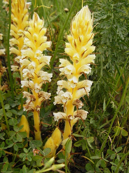 Orobanche pubescens \ Behaarte Sommerwurz / Hairy Broomrape, Kreta/Crete Zakros - Schlucht / Gorge 8.4.2015