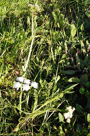 Oenanthe silaifolia \ Wiesensilgen-Wasserfenchel / Narrow-Leaved Water Dropwort, Kreta/Crete Asomatos School 5.4.2015