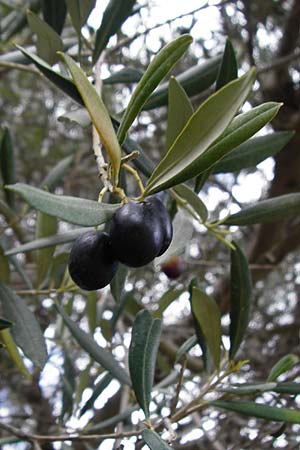 Olea europaea var. europaea \ lbaum / Olive, Kreta/Crete Kavousi 11.4.2015