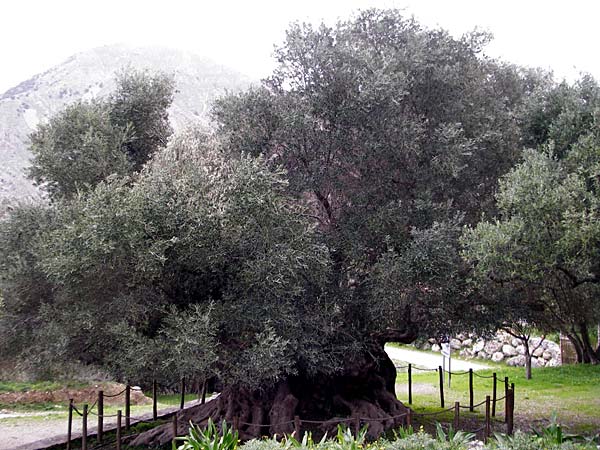 Olea europaea var. europaea \ lbaum / Olive, Kreta/Crete Kavousi 11.4.2015