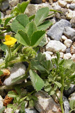 Medicago rigidula \ Sammet-Schneckenklee, Kreta Knossos 30.3.2015