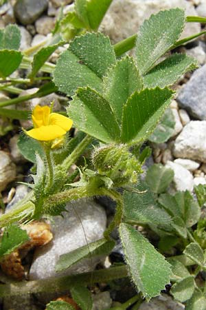 Medicago rigidula \ Sammet-Schneckenklee, Kreta Knossos 30.3.2015