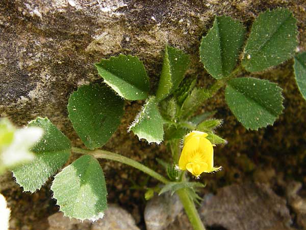 Medicago rigidula \ Sammet-Schneckenklee, Kreta Knossos 30.3.2015