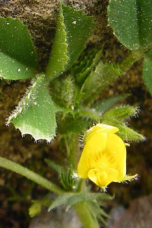 Medicago rigidula \ Sammet-Schneckenklee, Kreta Knossos 30.3.2015