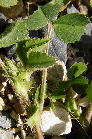 Medicago rigidula \ Sammet-Schneckenklee, Kreta Knossos 30.3.2015