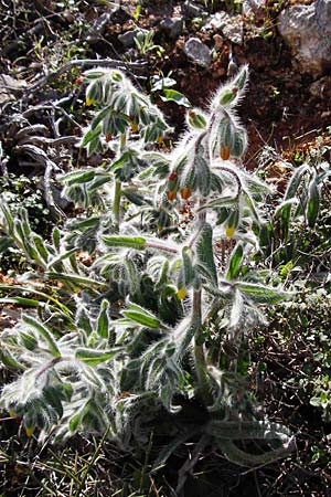 Onosma graeca \ Griechische Lotwurz / Greek Goldendrop, Kreta/Crete Arhanes, Jouhtas 30.3.2015