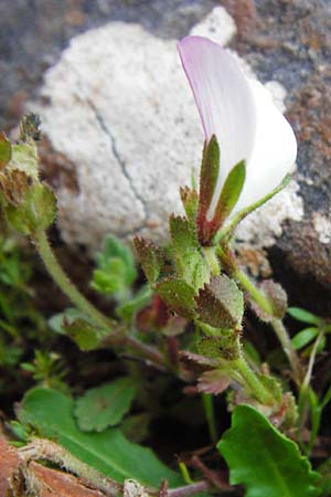 Ononis reclinata \ Nickende Hauhechel / Small Restharrow, Kreta/Crete Aradena 4.4.2015