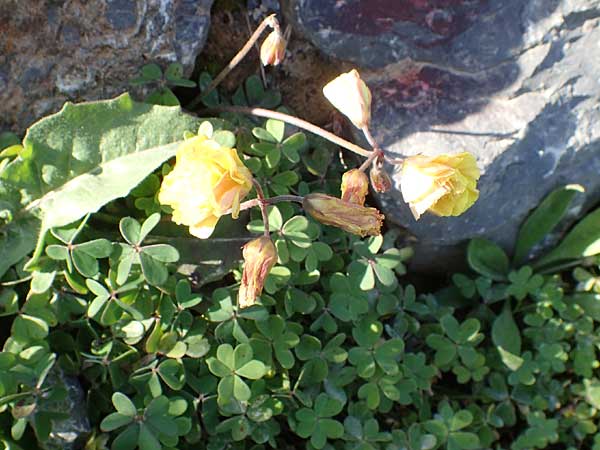 Oxalis pes-caprae \ Nickender Sauerklee / Bermuda Buttercup, Kreta/Crete Arhanes, Jouhtas 30.3.2015