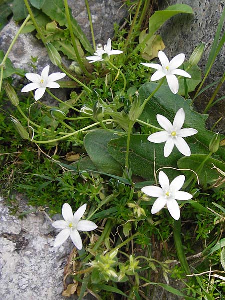 Ornithogalum collinum \ Hgel-Milchstern / Greek Star of Bethlehem, Kreta/Crete Preveli 3.4.2015