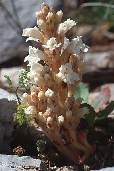 Phelipanche mutelii \ Mutels &Auml;stige Sommerwurz / Mutel's Hemp Broomrape, Kreta/Crete Arhanes, Jouhtas 4.4.1990
