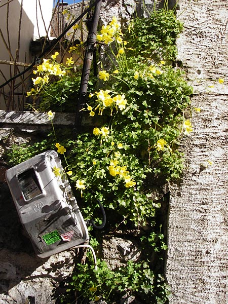 Oxalis pes-caprae \ Nickender Sauerklee / Bermuda Buttercup, Kreta/Crete Arhanes 1.4.2015