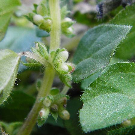 Parietaria cretica \ Kretisches Glaskraut / Cretan Pellitory-of-the-Wall, Kreta/Crete Kritsa 11.4.2015