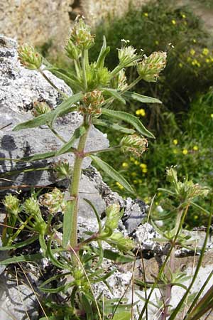 Plantago afra \ Flohsamen-Wegerich / Fleawort, Kreta/Crete Preveli 3.4.2015