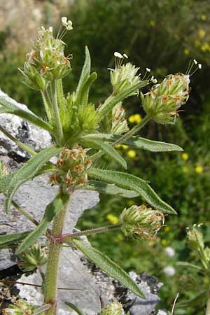 Plantago afra \ Flohsamen-Wegerich / Fleawort, Kreta/Crete Preveli 3.4.2015