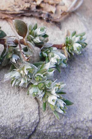 Paronychia argentea \ Silber-Nagelkraut, Silber-Mauermiere / Silver Nailwort, Kreta/Crete Moni Kapsa 10.4.2015